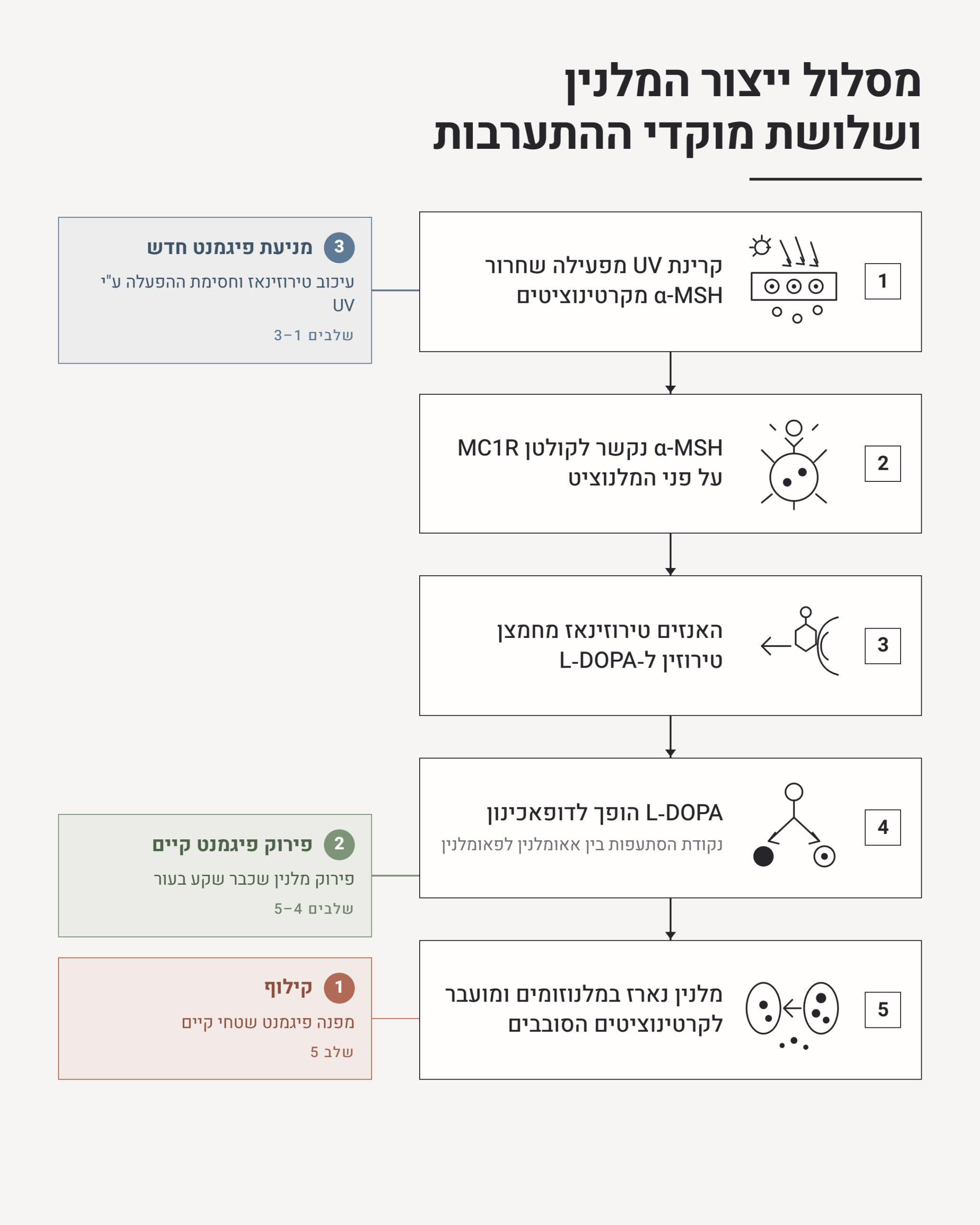 מסלול ייצור המלנין ושלושת מוקדי ההתערבות הטיפוליים